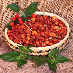 sonoran chiltepin