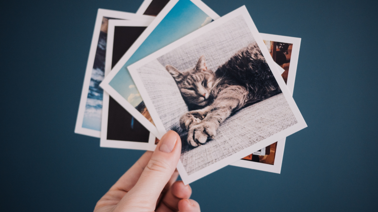 Afbeelding van polaroid foto’s met op de voorgrond een slapende kat