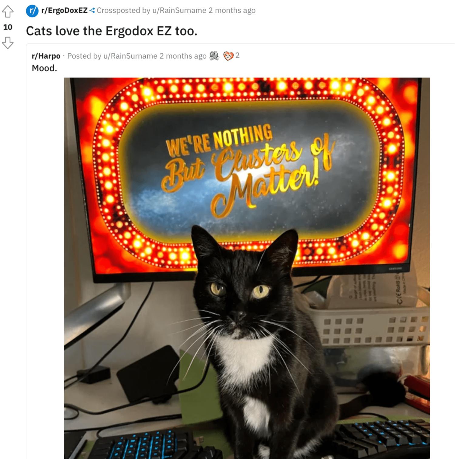 r/ErgoDoxEZ子版块的截图,展示UGC,有一只猫坐在键盘旁边