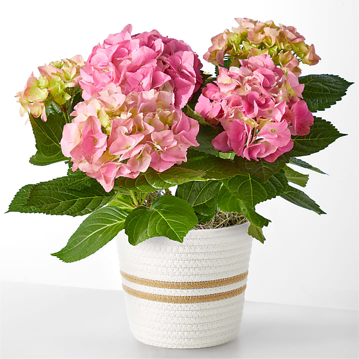 product image for Pink Hydrangea Plant