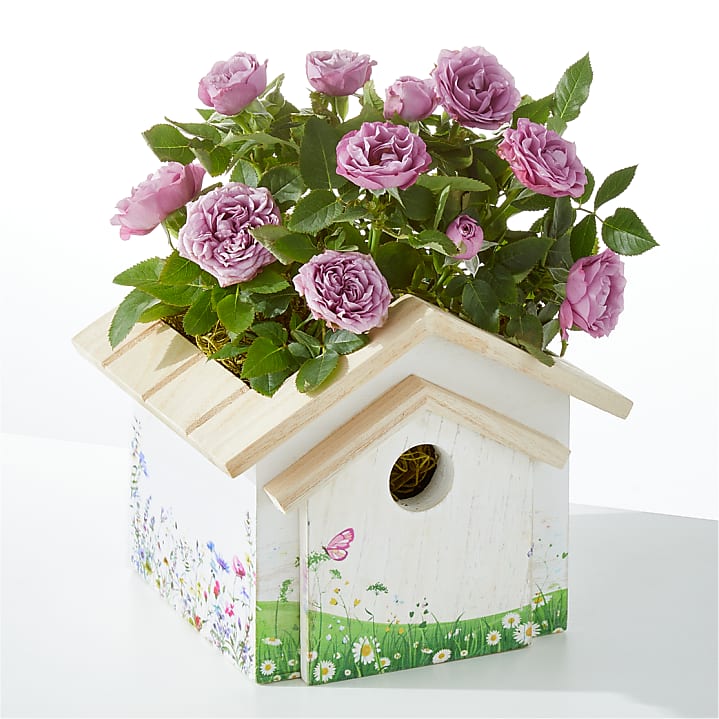 product image for Lavender Mini Rose in Decorative Birdhouse