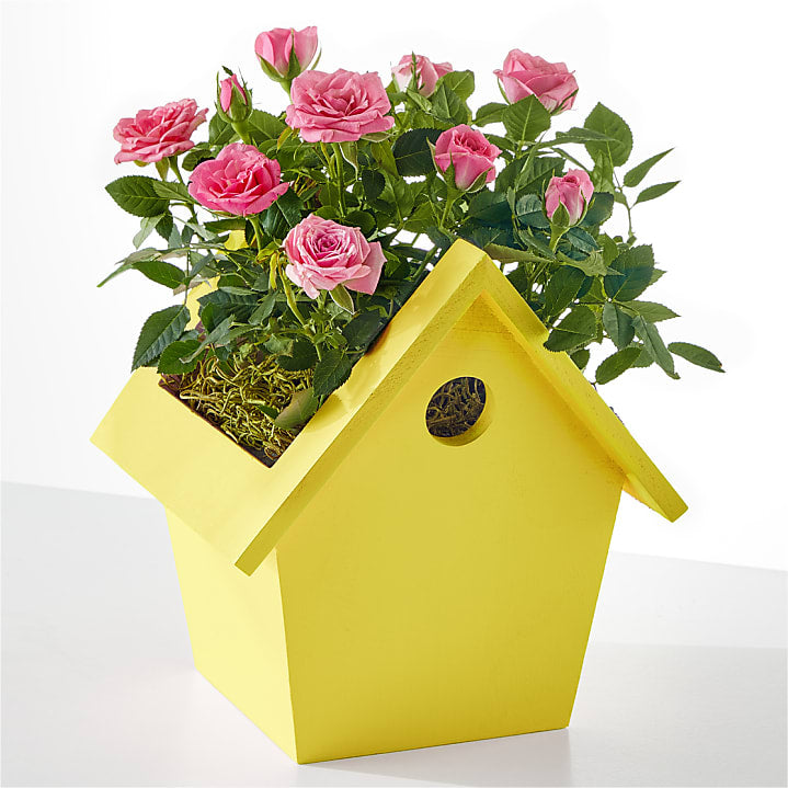 product image for Hello Sunshine Mini Rose