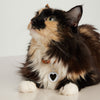Round Heart Pet Tag on a cat lying on a table, looking up. The tag can be engraved with your pet's key details.